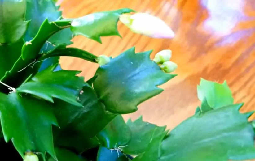 Christmas Cactus Buds Falling Off? 8 Reason + What to do Citycacti