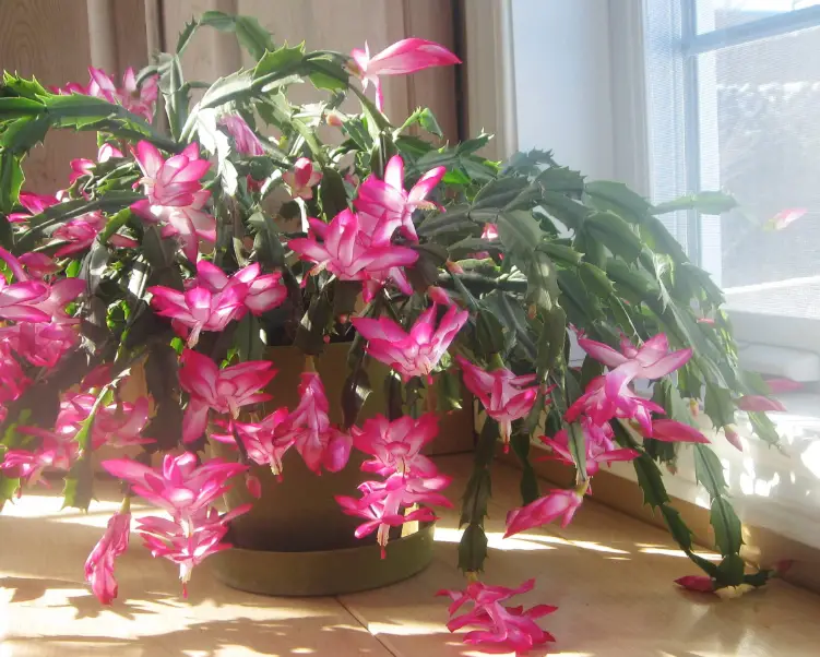 Christmas cactus sunlight