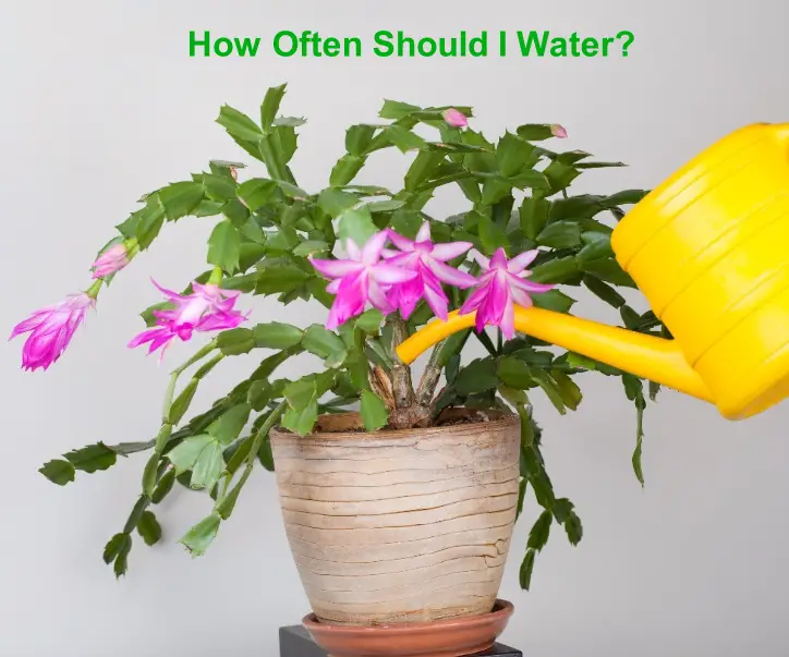 How Often Should I Water a Christmas Cactus? What to Know Citycacti