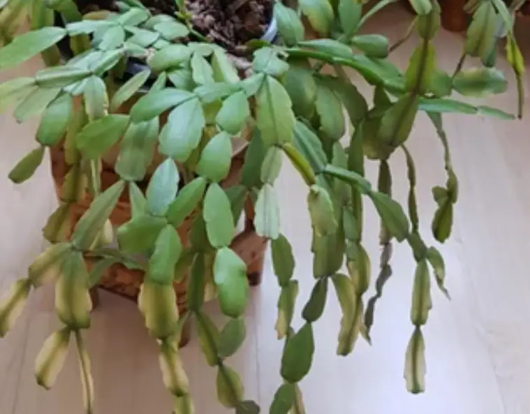 Christmas cactus limp