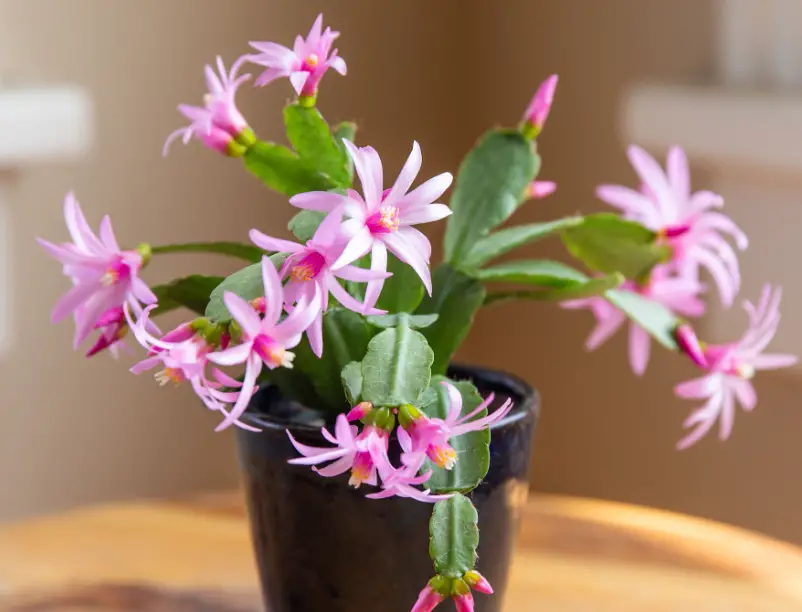 How to Propagate Easter Cactus + 5 Important Care Tips | Citycacti