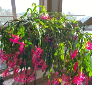 Christmas Cactus Diseases and Problems - Identification + Fixes | Citycacti