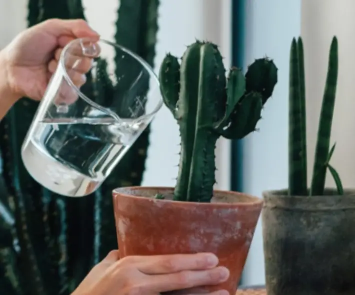 watering a cactus plant