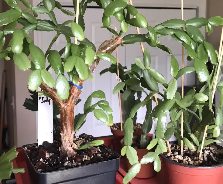 How to dive a Christmas cactus