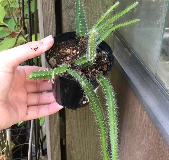 Dog Tail Cactus - Care and Propagation Guide | Citycacti