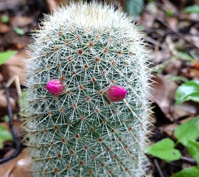 The pincushion cactus care