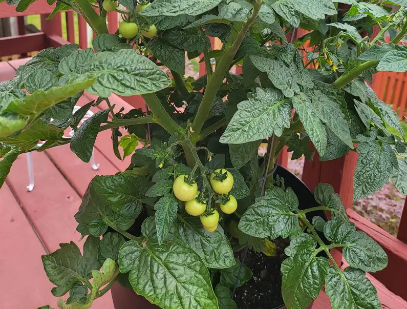 Growing cherry tomatoes in pots or buckets