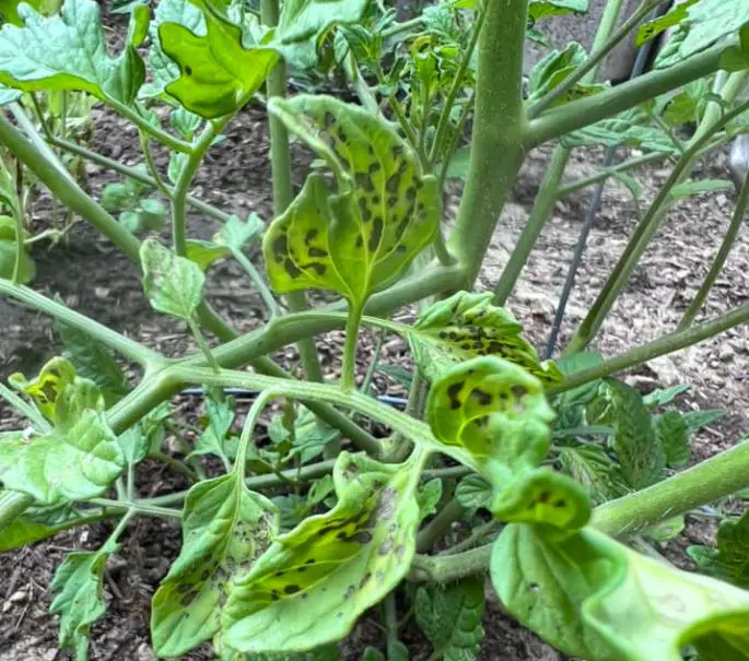 Early blight in tomatoes