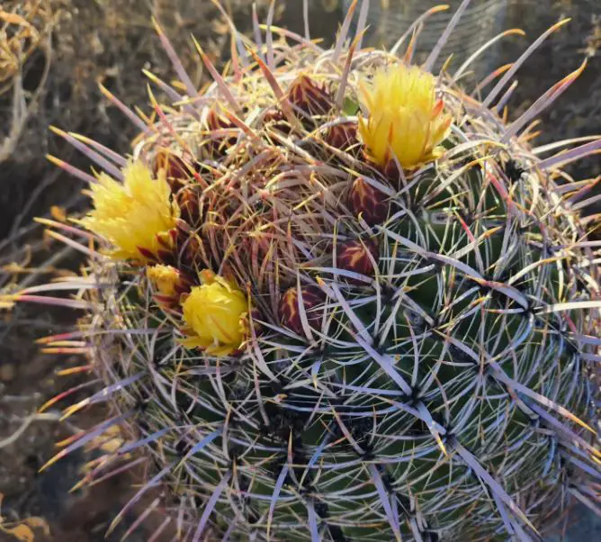 Fishhook Barrel Cactus