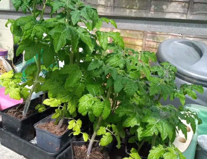 Growing cherry tomatoes in pots