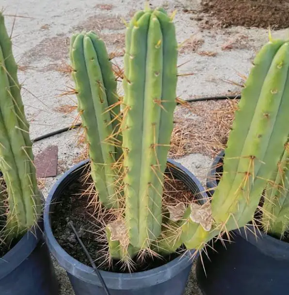 Bolivian Torch cactus