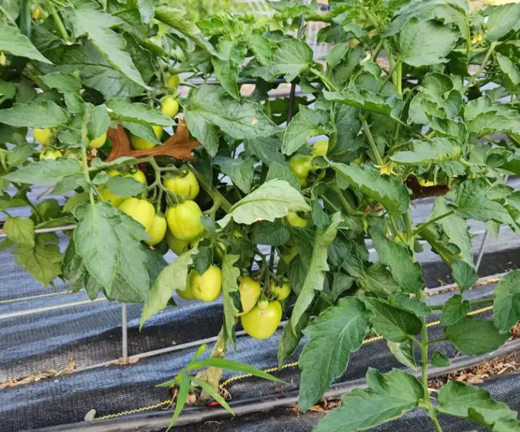 Tomatoes not turning red