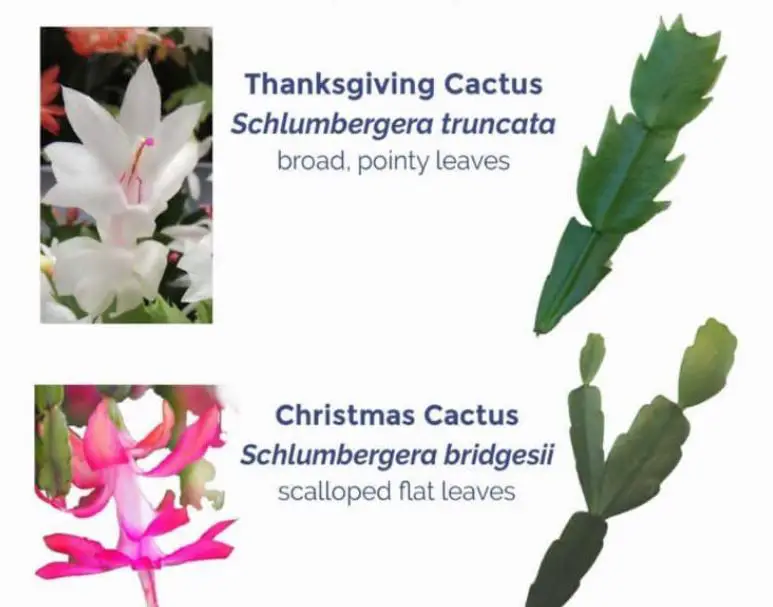 Zygocactus vs Christmas Cactus How to Tell The Difference Citycacti