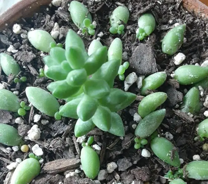 Propagating burro's tail plant