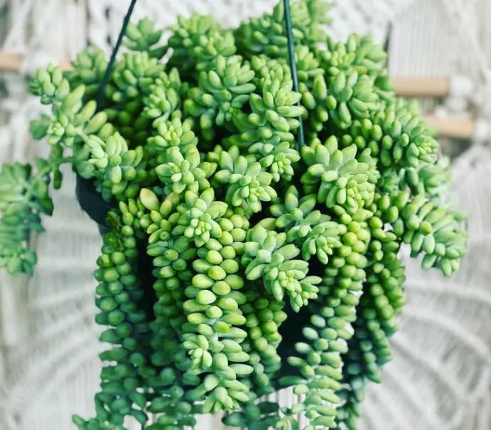 Burro's tail succulent