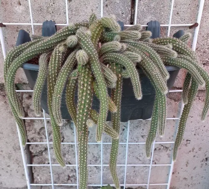 Peanut cactus