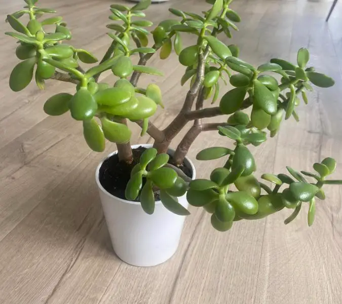 Repotting jade plant