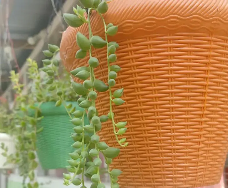 How to care for string of pearls succulent