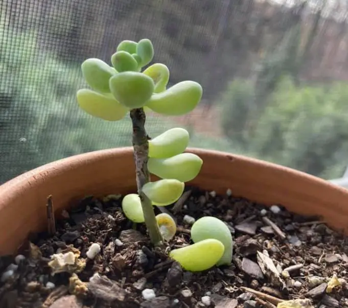 Succulent leaves falling off