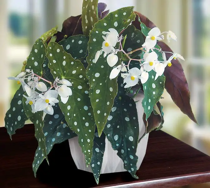 Begonia maculata care