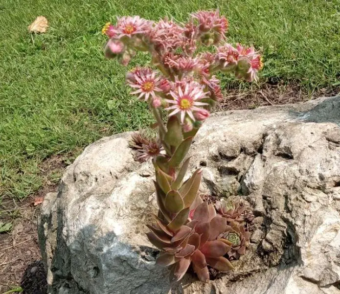 Hens and chicks plant care