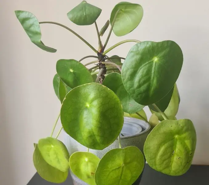 Pilea plant leaves curling