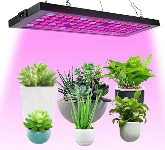 Succulent grow lights