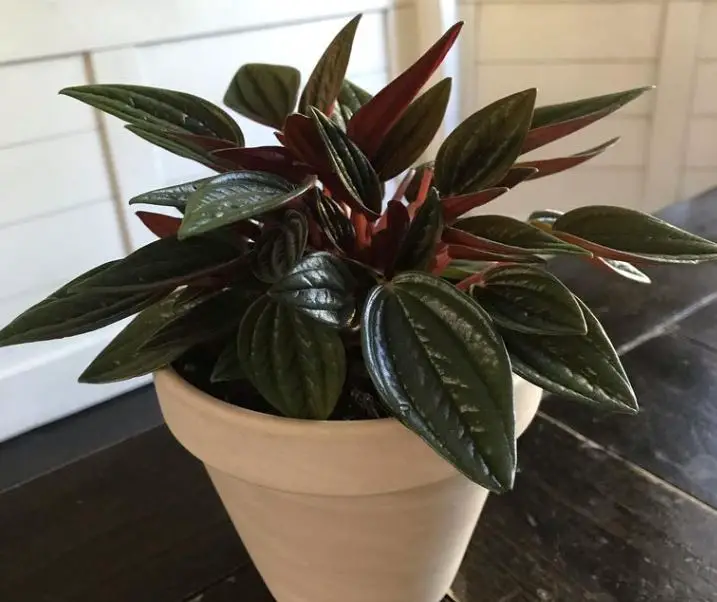 Peperomia rosso