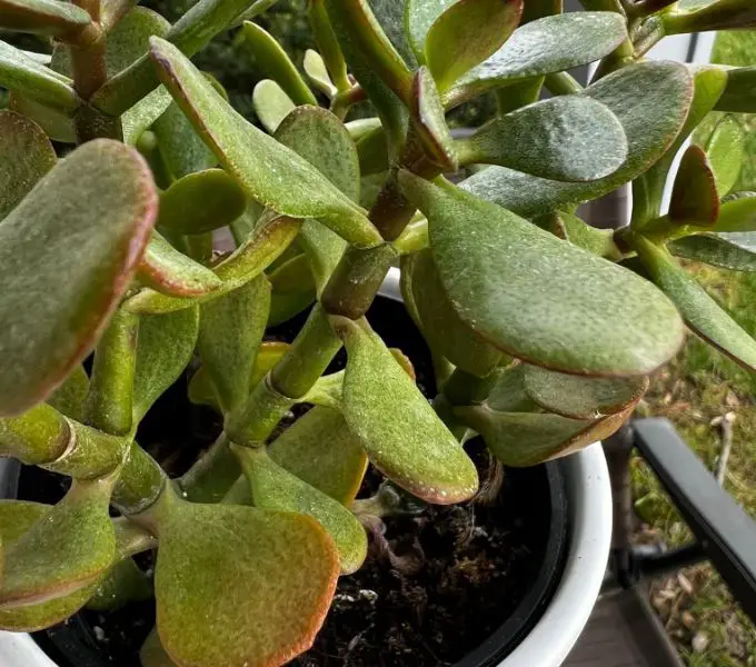 Overwatered jade plant