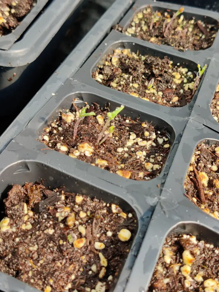 Germinating tomato seed faster