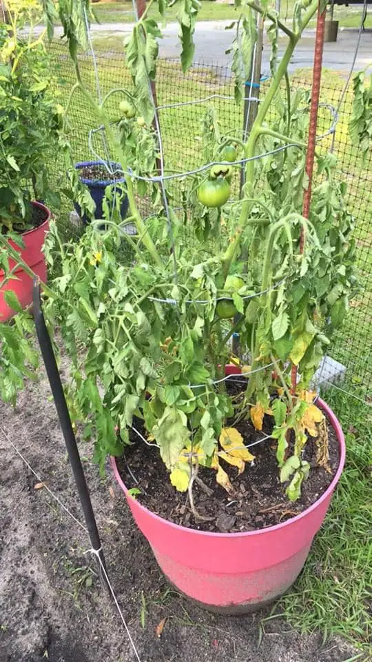 Overwatered tomato plant