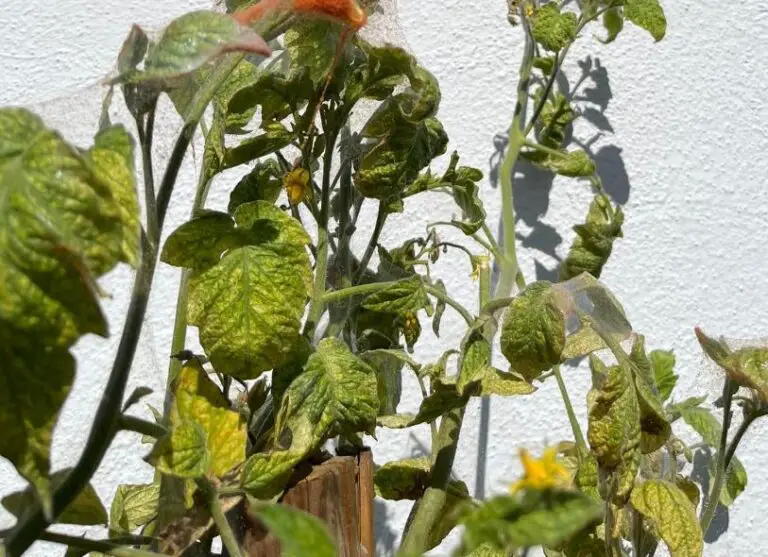 Spider mites on tomatoes