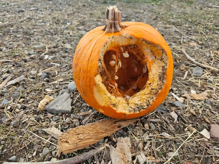 Stop squirrel from eating pumpkin