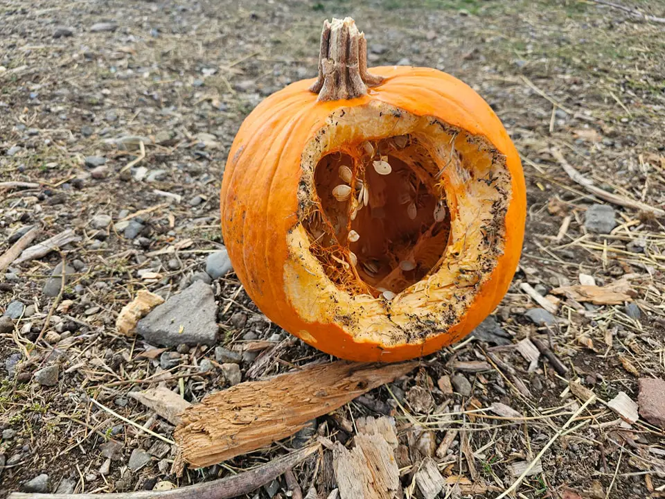 Squirrels eaten pumpkin