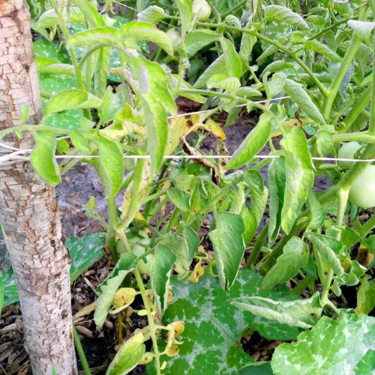 Tomato leaves turning yellow