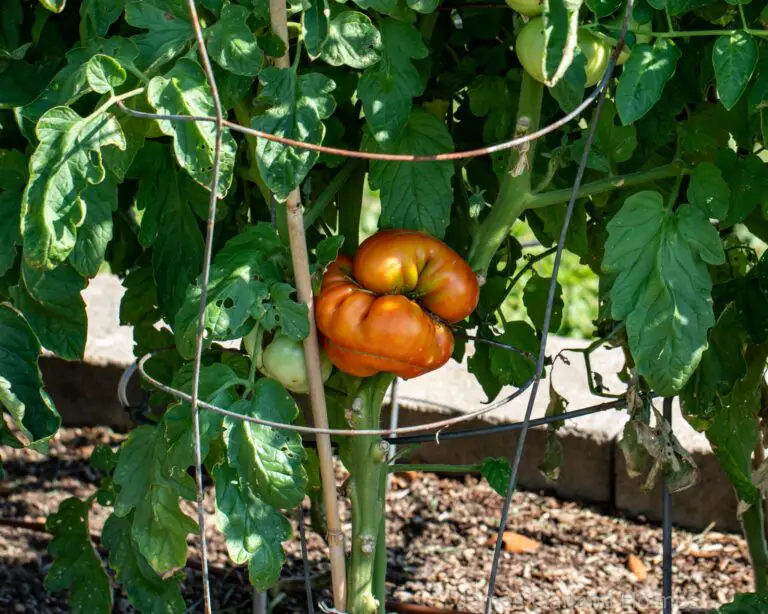 Tomato catfacing