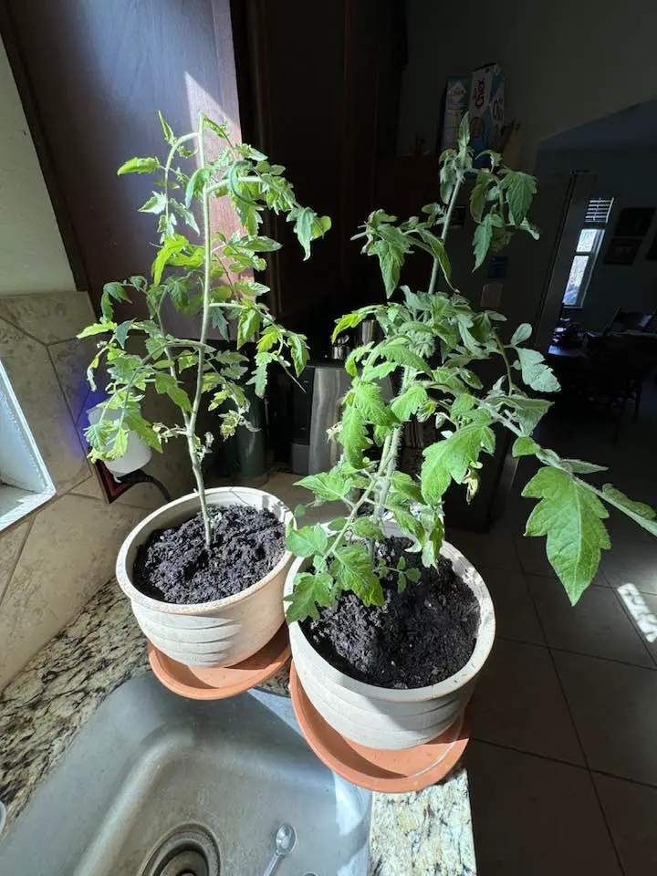 Growing tomatoes indoors