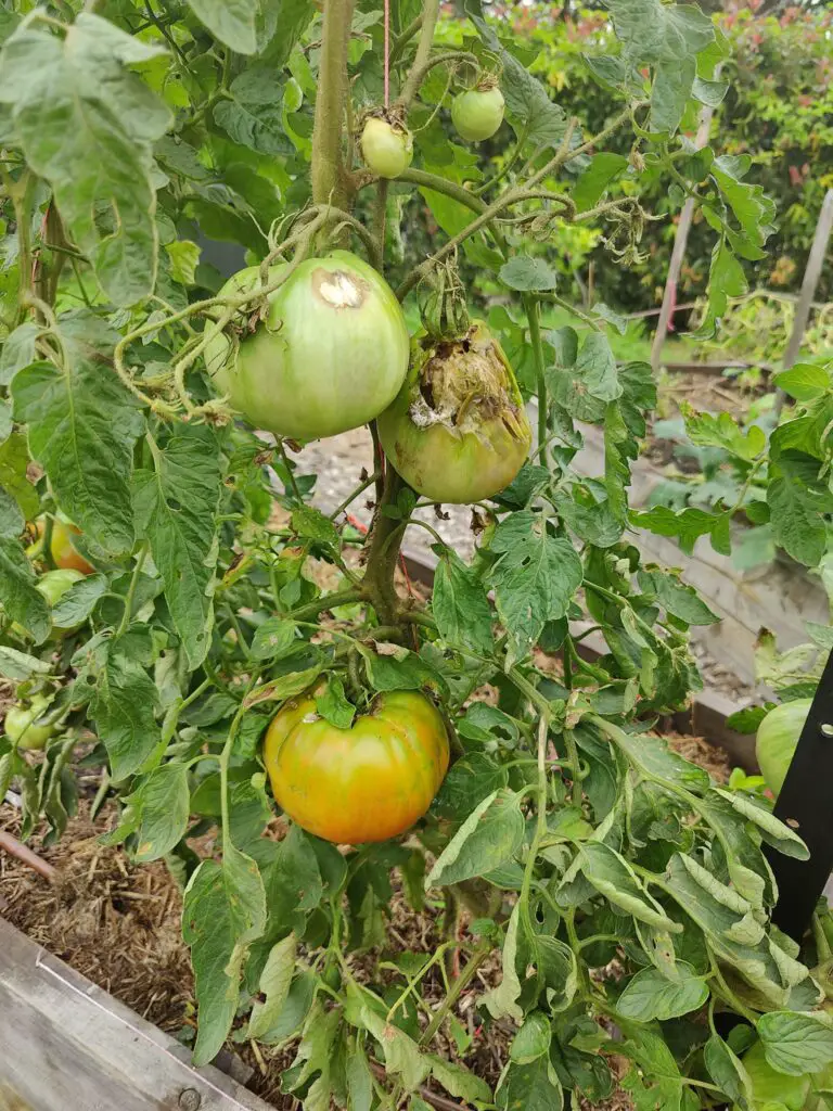 Tomatoes rotting on the vine