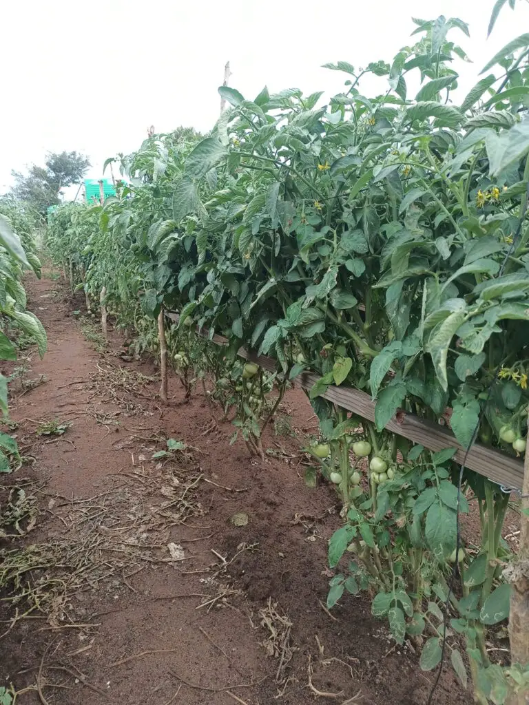 Tomatoes are too small