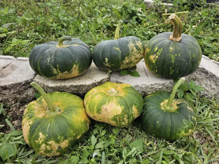 Uncarved pumpkins