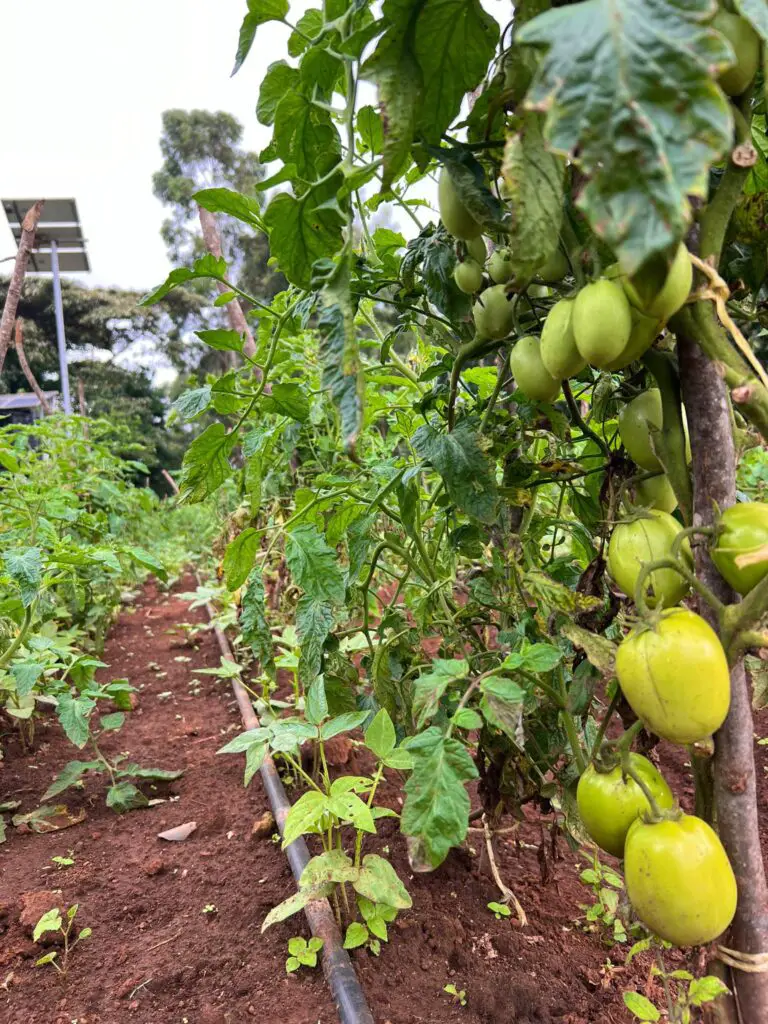 Watering tomato plants