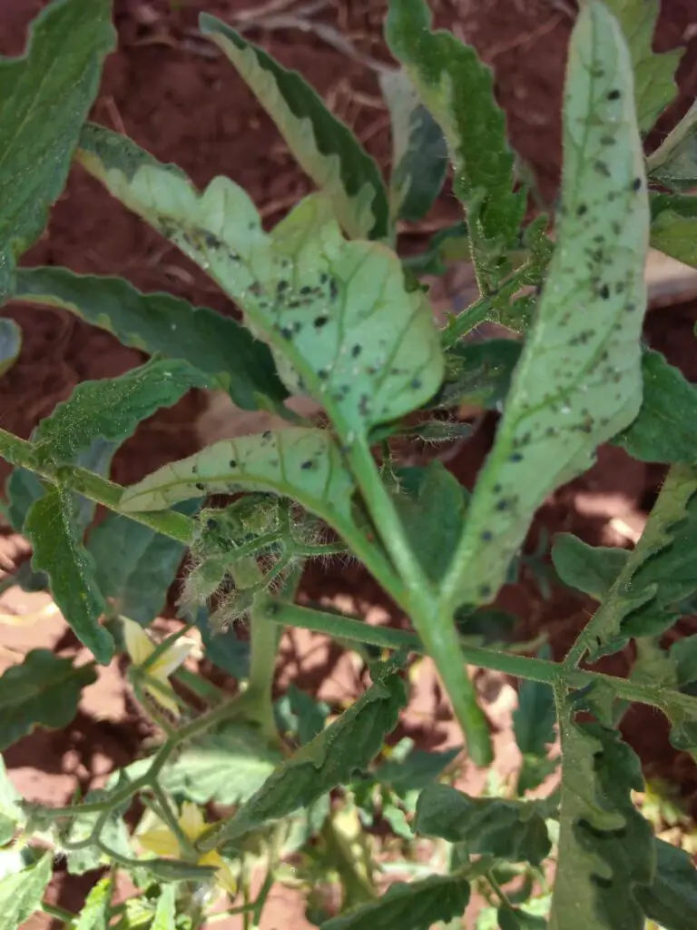 Aphids on tomatoes