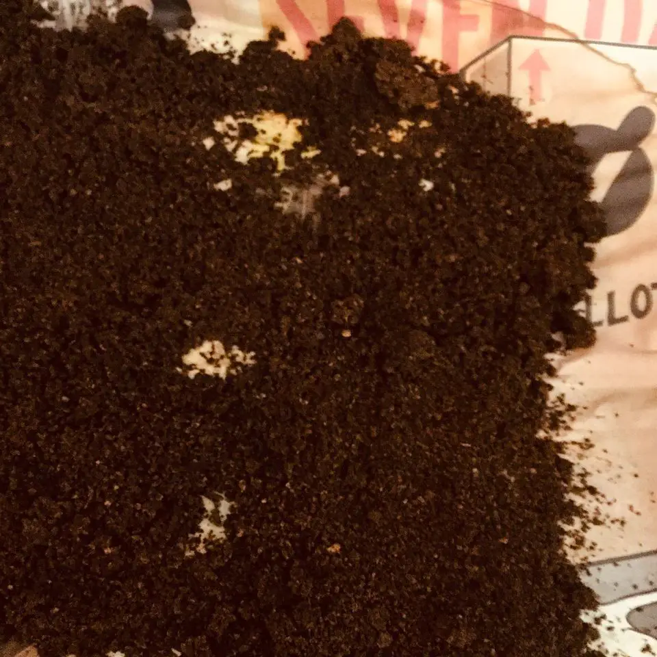 Coffee grounds for growing tomatoes