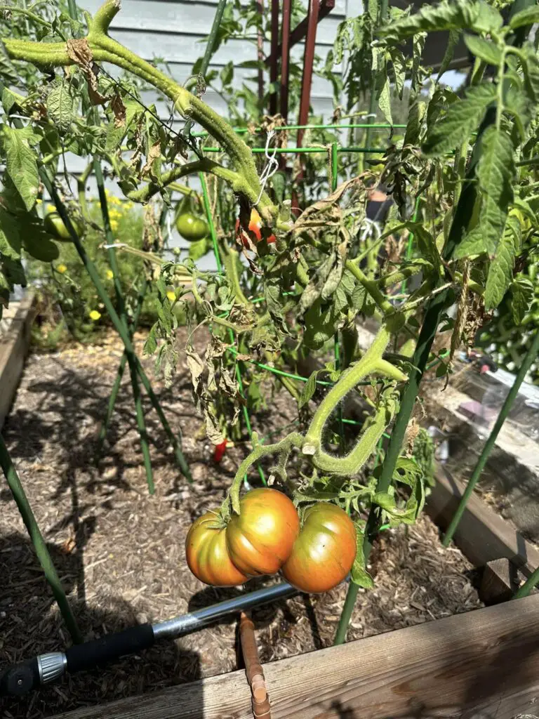 Tomato plant dying