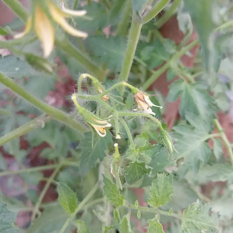 Tomato flowers falling off