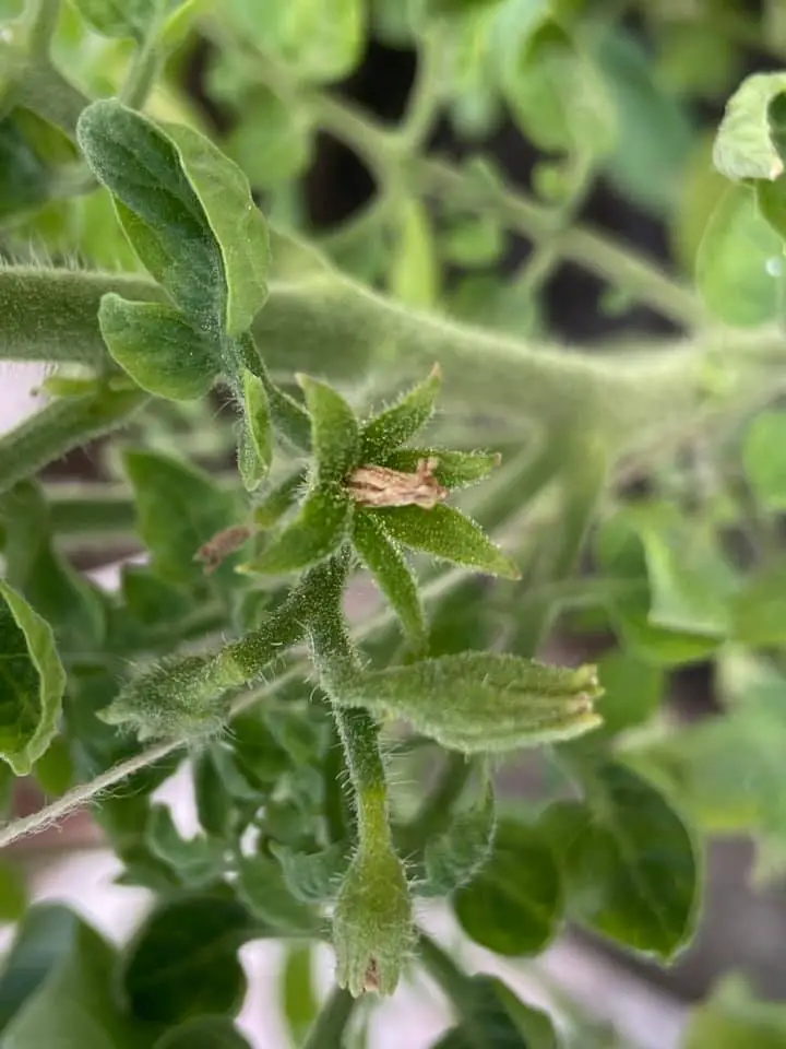 Tomato flowers not setting fruits