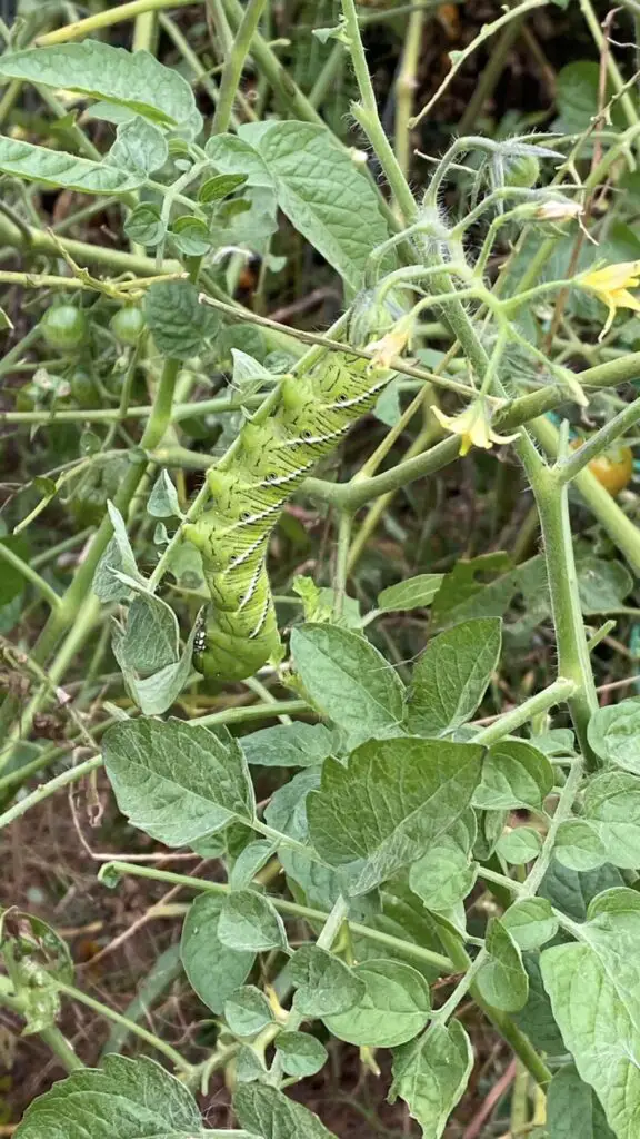 Tomato hornworms