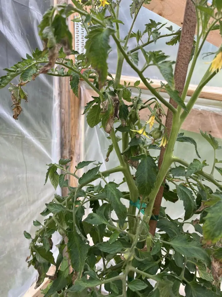 Tomato leaves turning brown