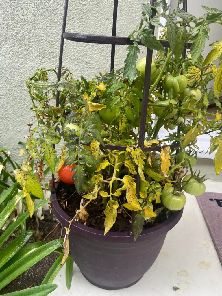 Epsom salt on tomatoes