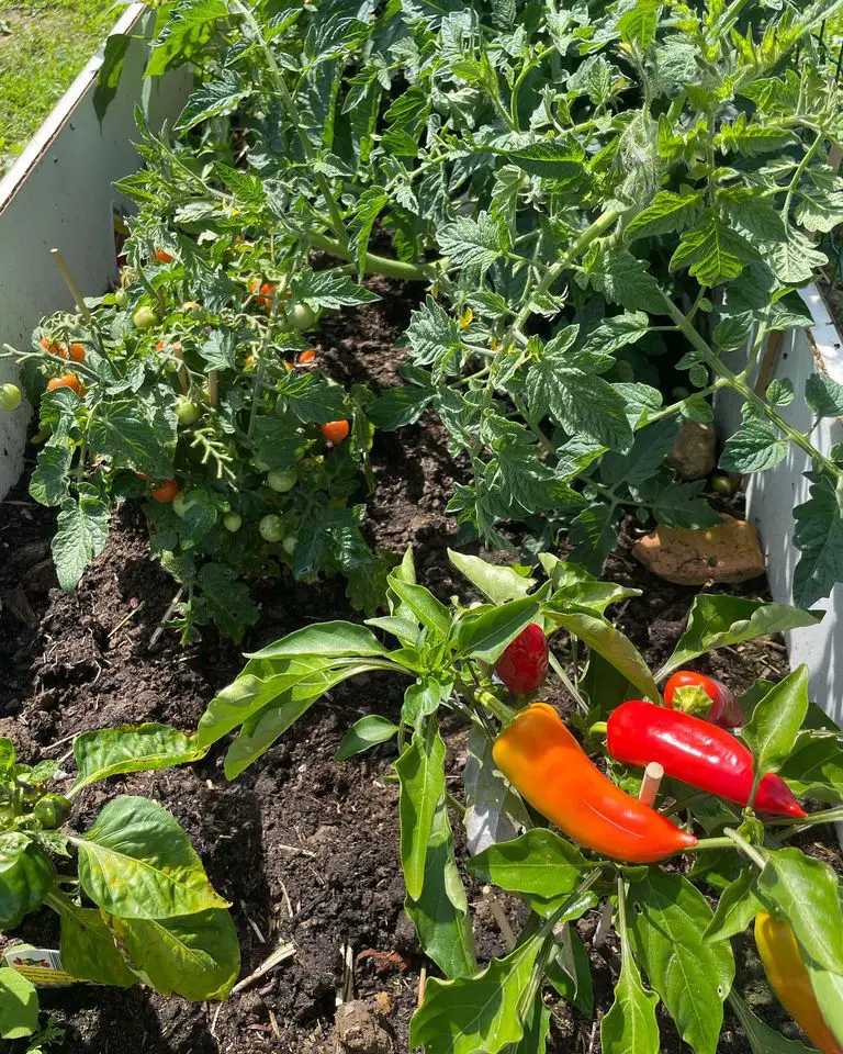 Growing tomatoes and peppers together